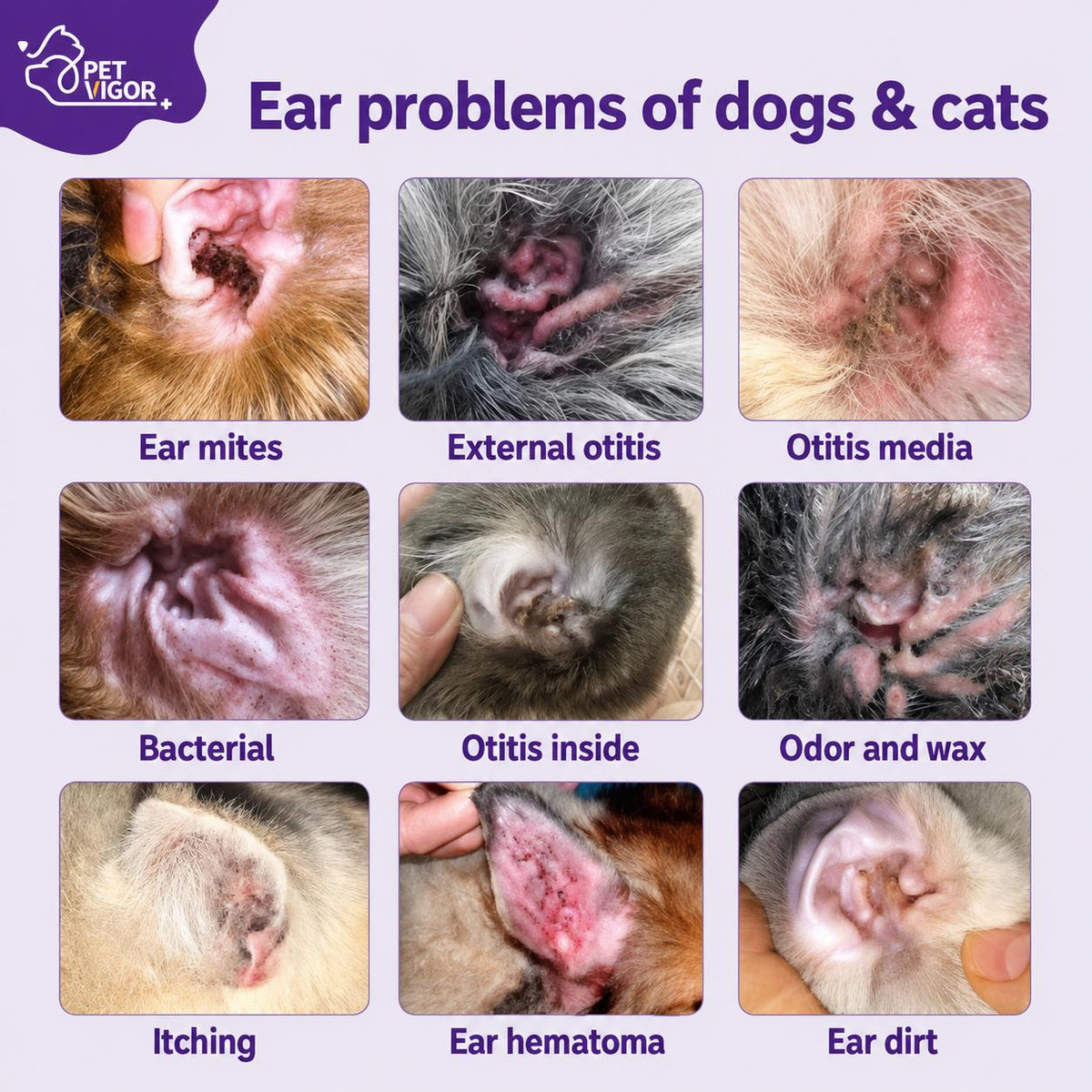 【Pet Vigor】20ml Pet Ear drops for otitis Fast-actingitch & Odor ReliefDual Antibacterial FormulaMild & Non-irritating Gentle Ear Care Solution anti-inflammatory and antibacterial properties Cats and Dogs